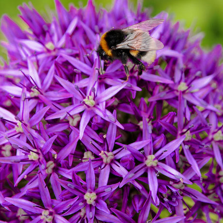 Allium Ambassador