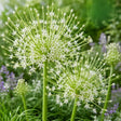 Allium Arctic Snow