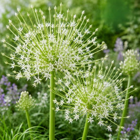 Allium Arctic Snow