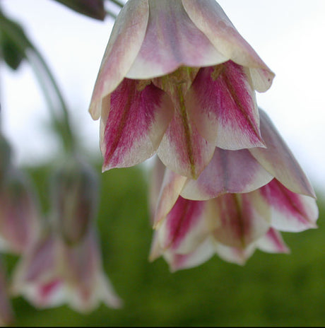 Allium Bulgaricum