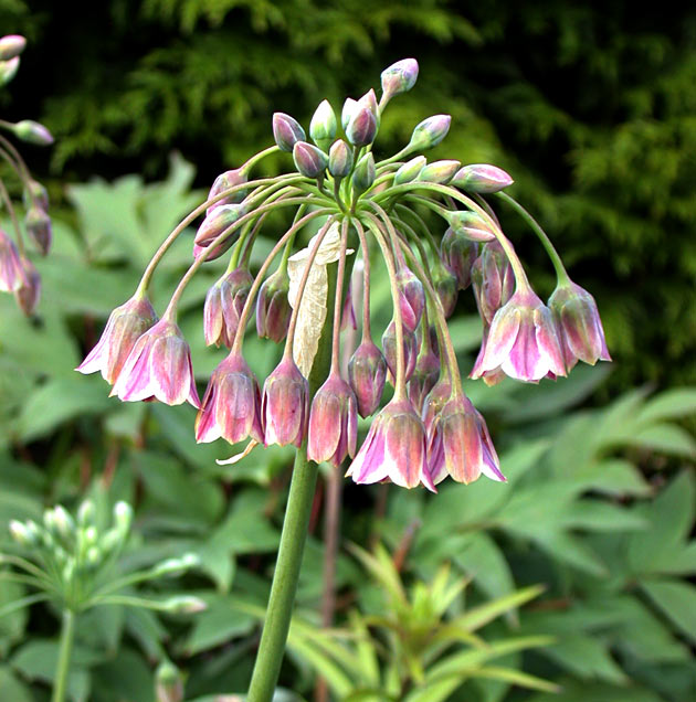 Allium Bulgaricum | Ornamental Onion Bulbs Canada – Coast Farms