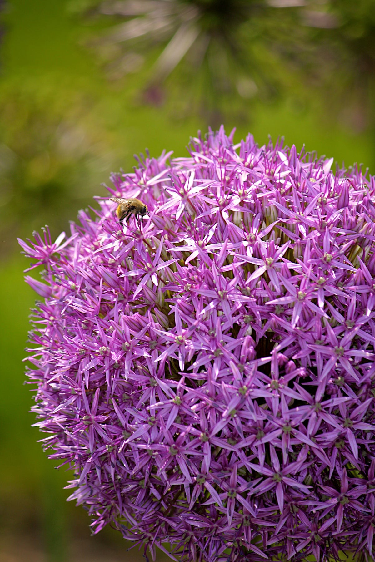 Allium Giganteum