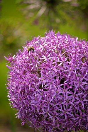 Allium Giganteum