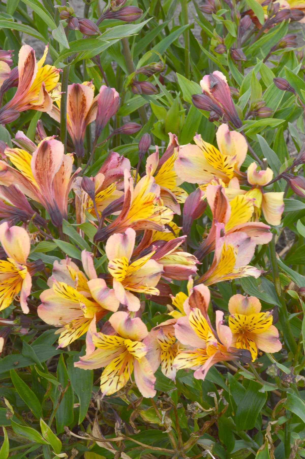 Alstroemeria Nicholas