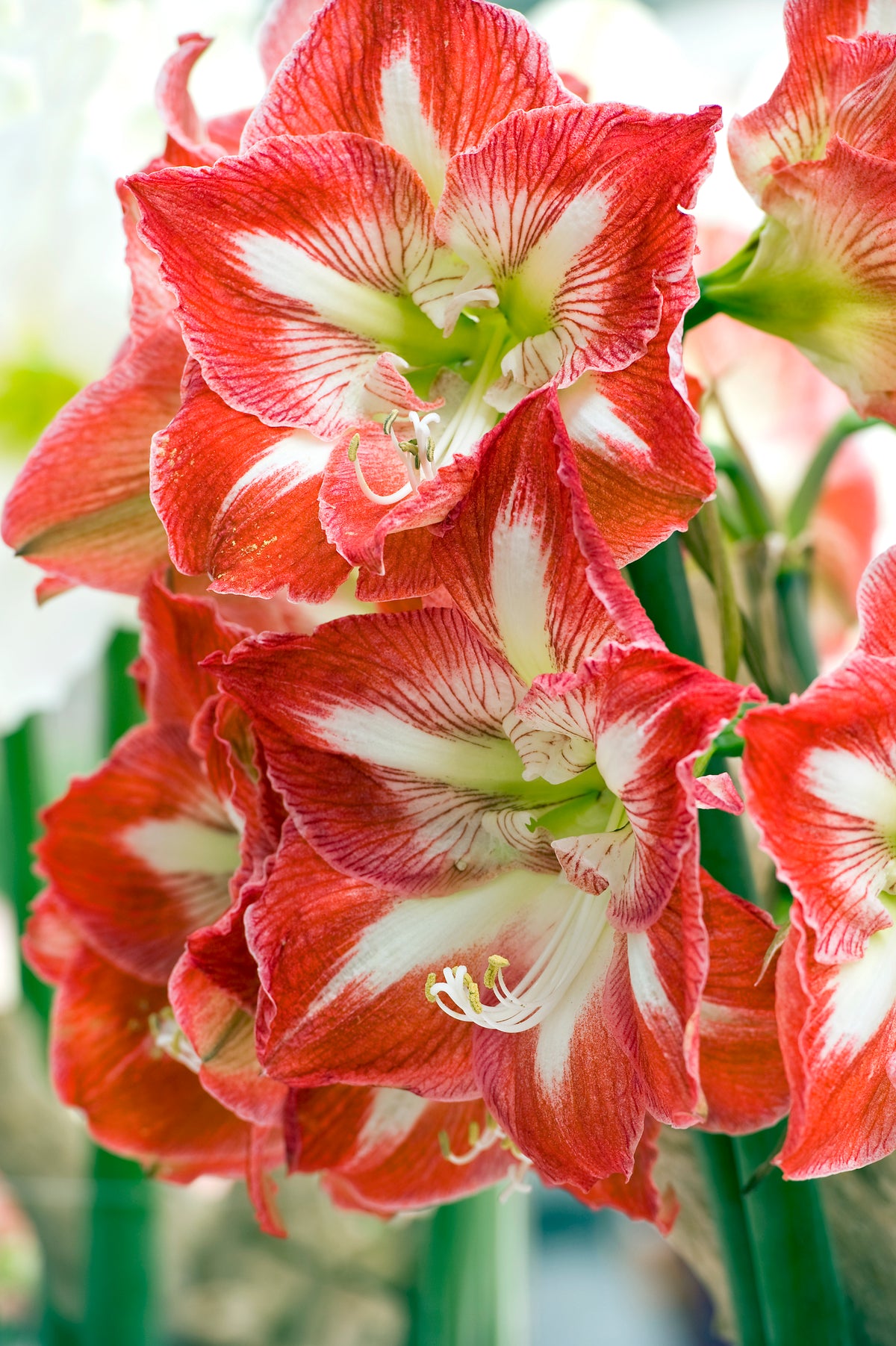 Amaryllis Minerva Mammoth