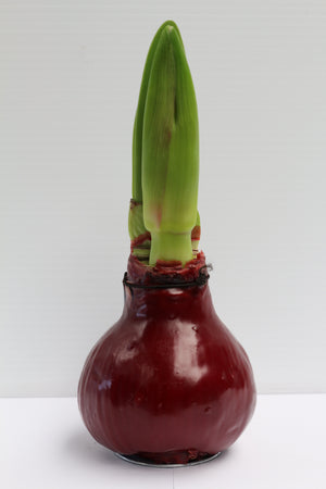 Waxed Amaryllis - Red Wax