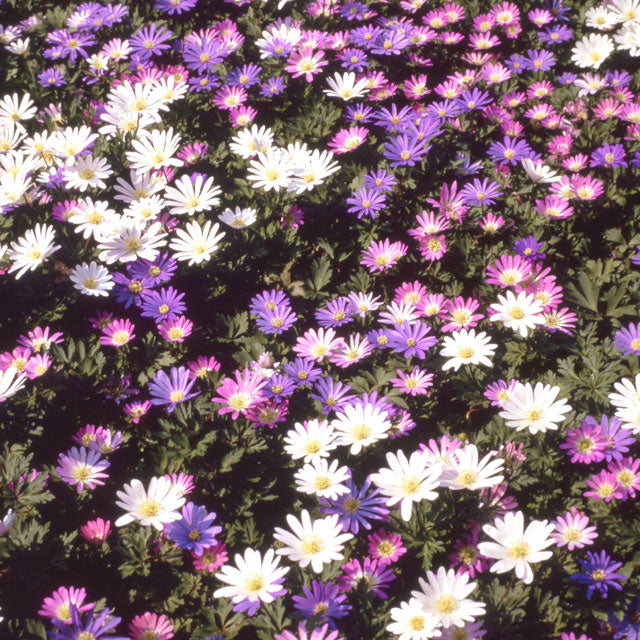 Anemone Blanda Mix