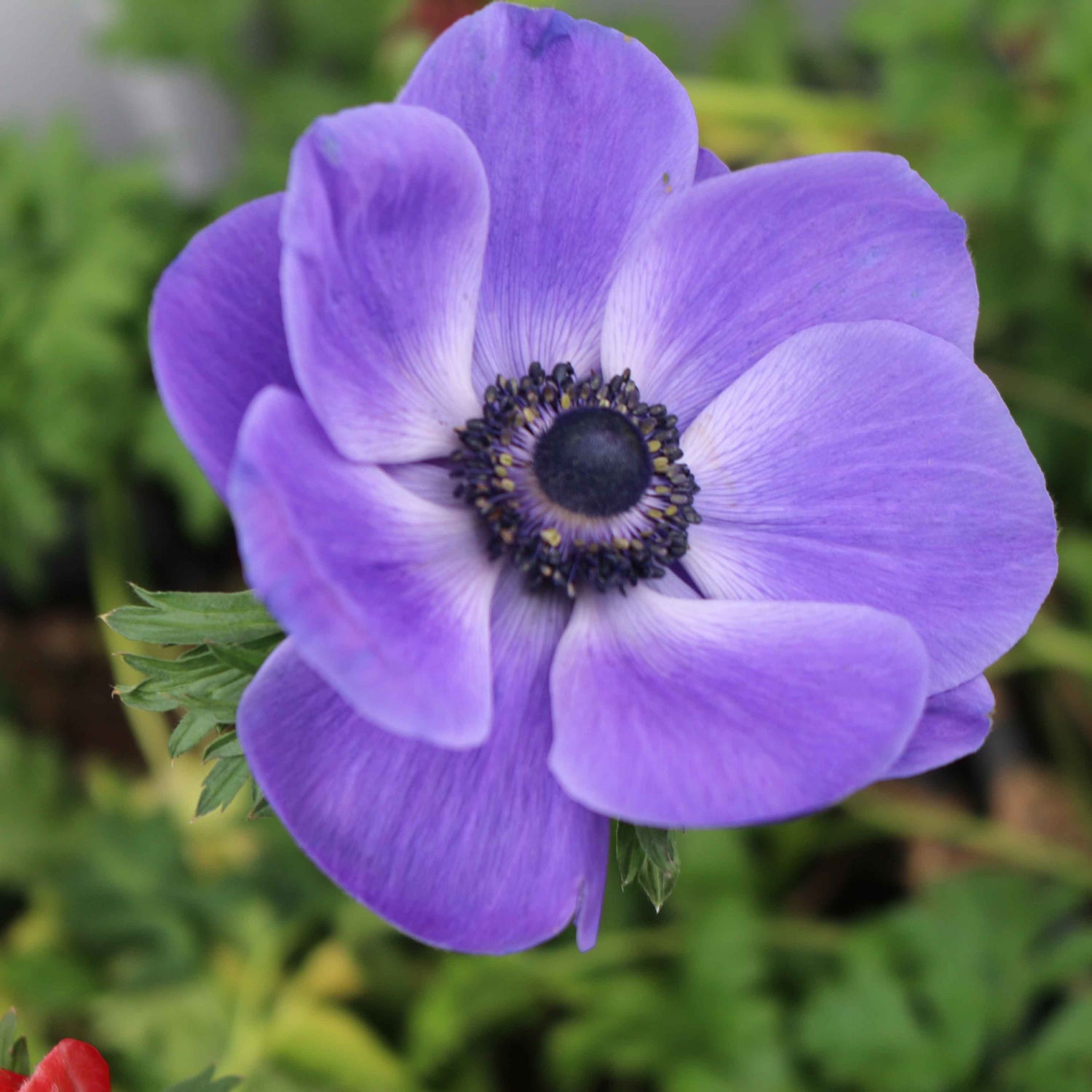 Anemone De Caen Blue Poppy - Spring Planting