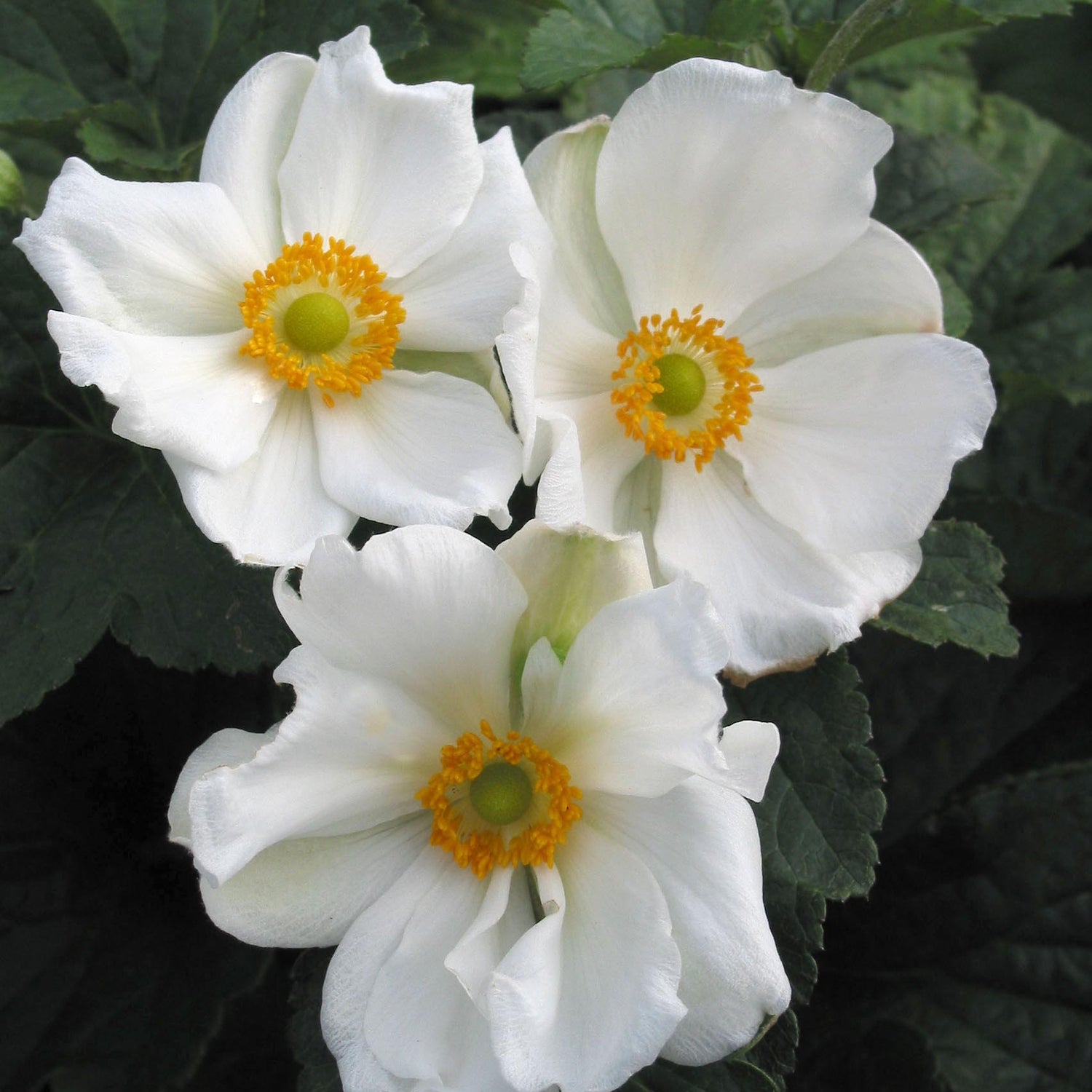Anemone Honorine Jobert