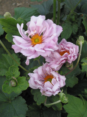 Anemone Queen Charlotte