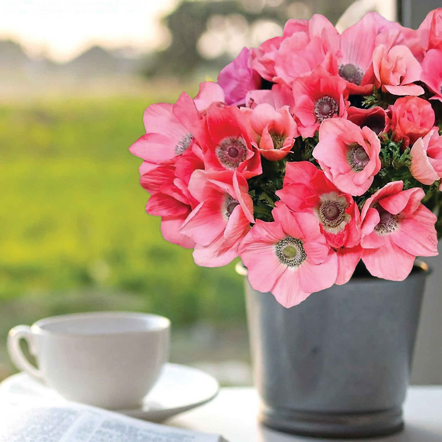 Anemone Rainbow Barbie - Fall Planting