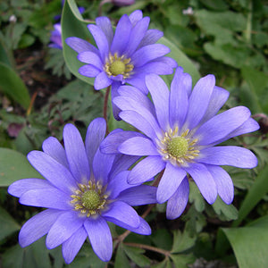 Anemone