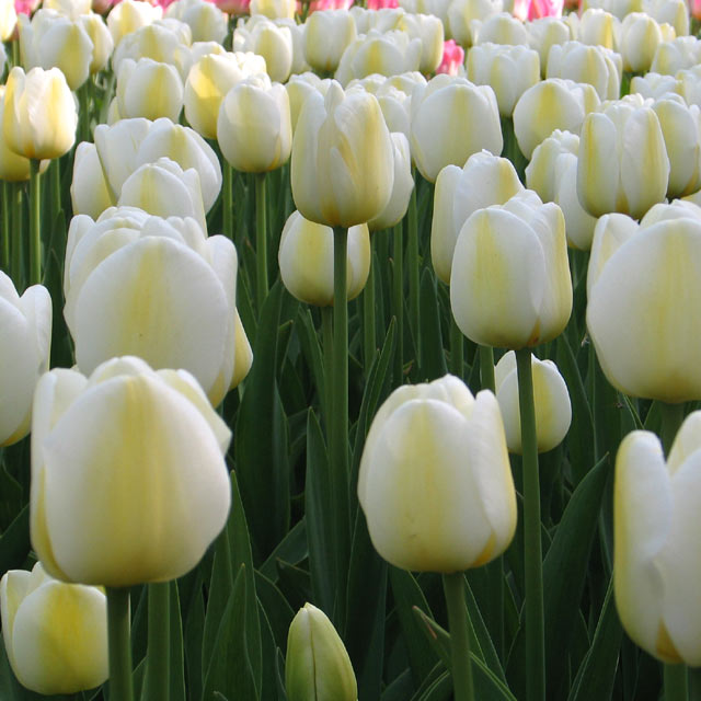 Tulip Angel's Wish – Coast Farms