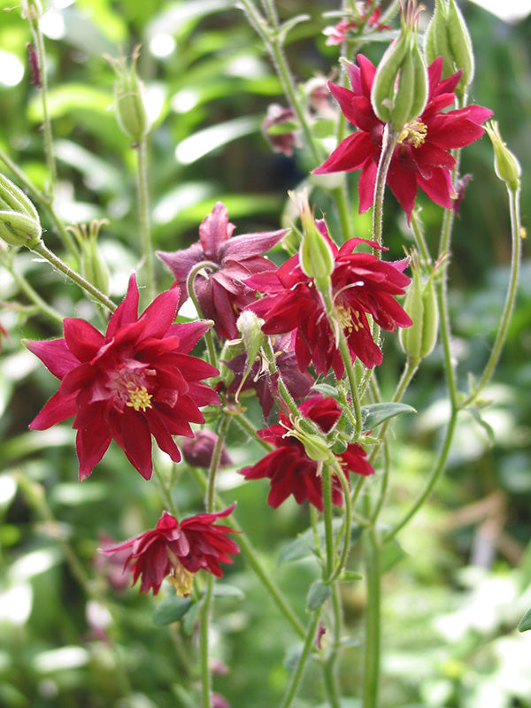 Aquilegia Ruby Port