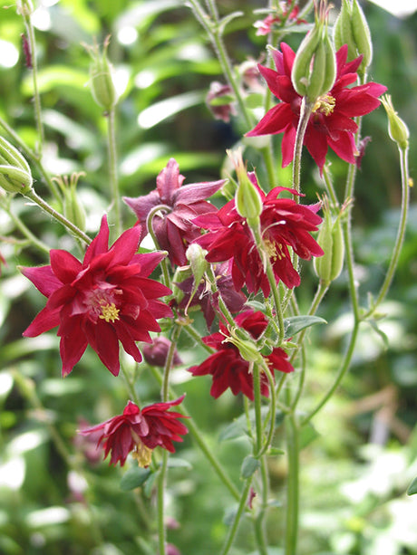 Aquilegia Ruby Port