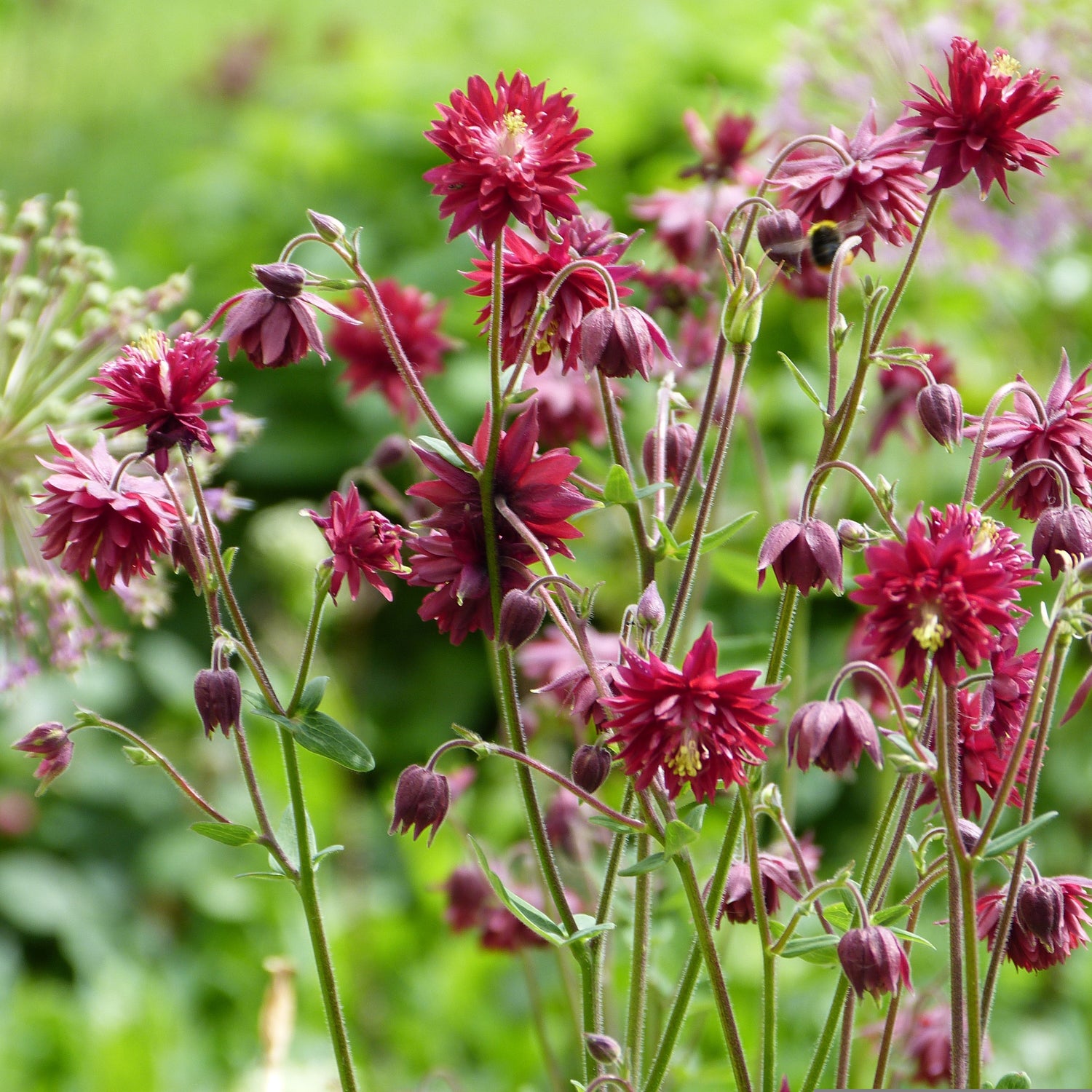 Aquilegia Ruby Port
