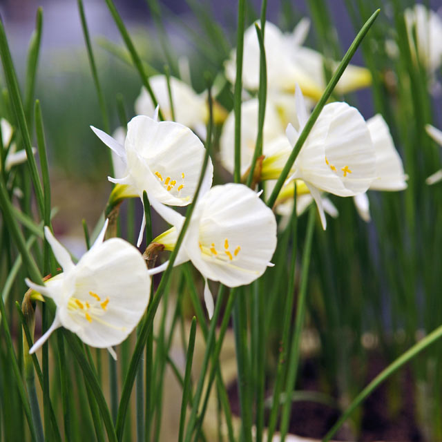 Narcissus Arctic Bells – Coast Farms