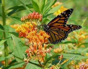 Asclepias tuberosa