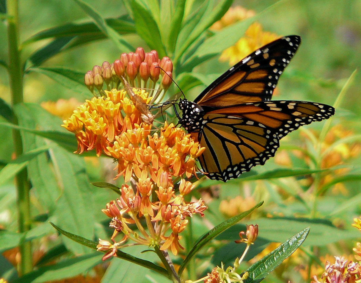 Asclepias tuberosa