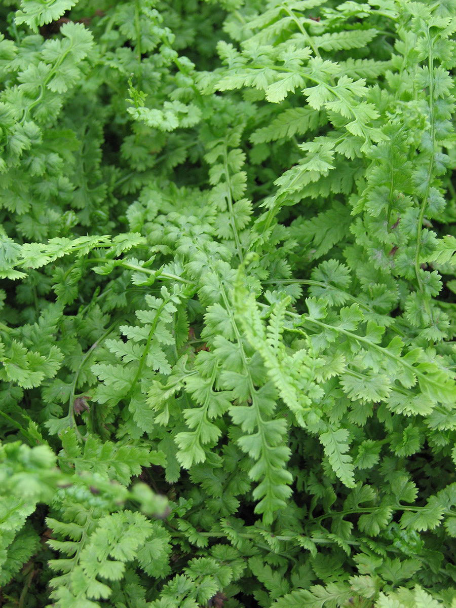 Athyrium filix-femina Frizelliae