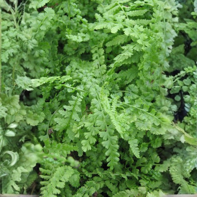 Planting guide image