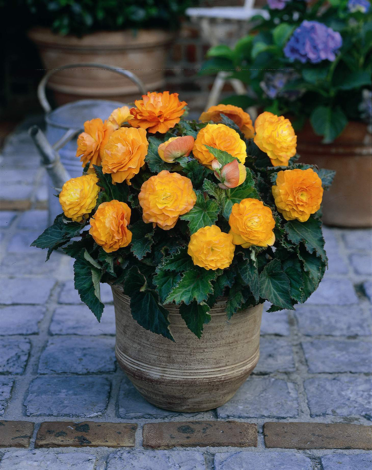 Begonia Non-Stop Apricot