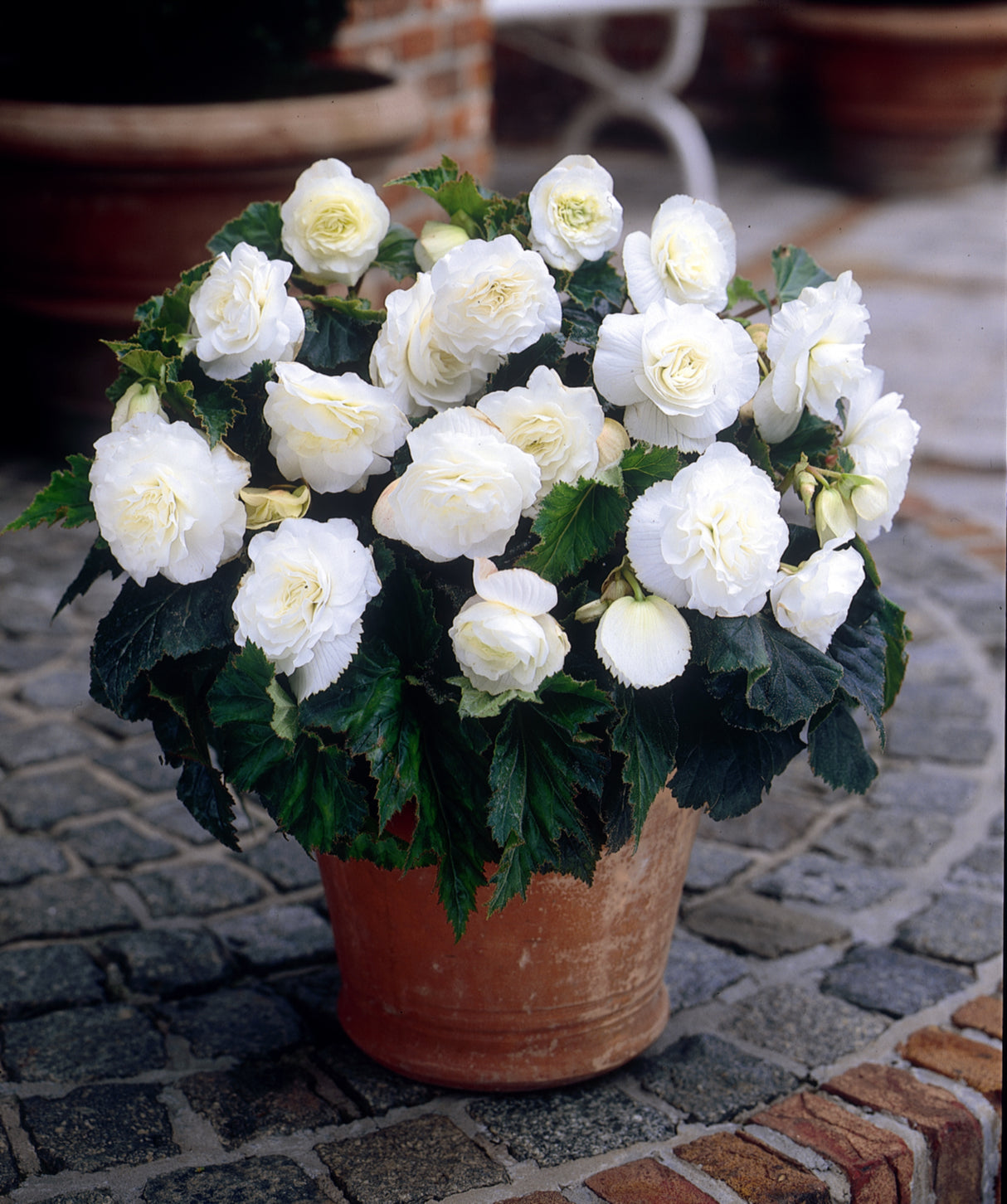 Begonia Non-Stop White