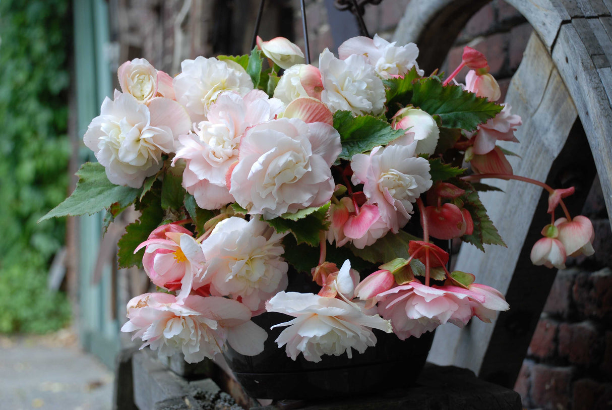 Begonia Angelique