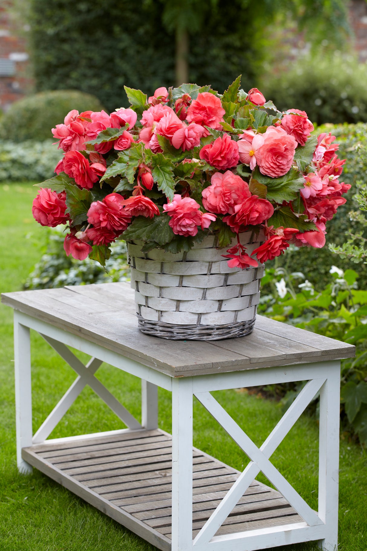 Begonia Novelty Pink Delight