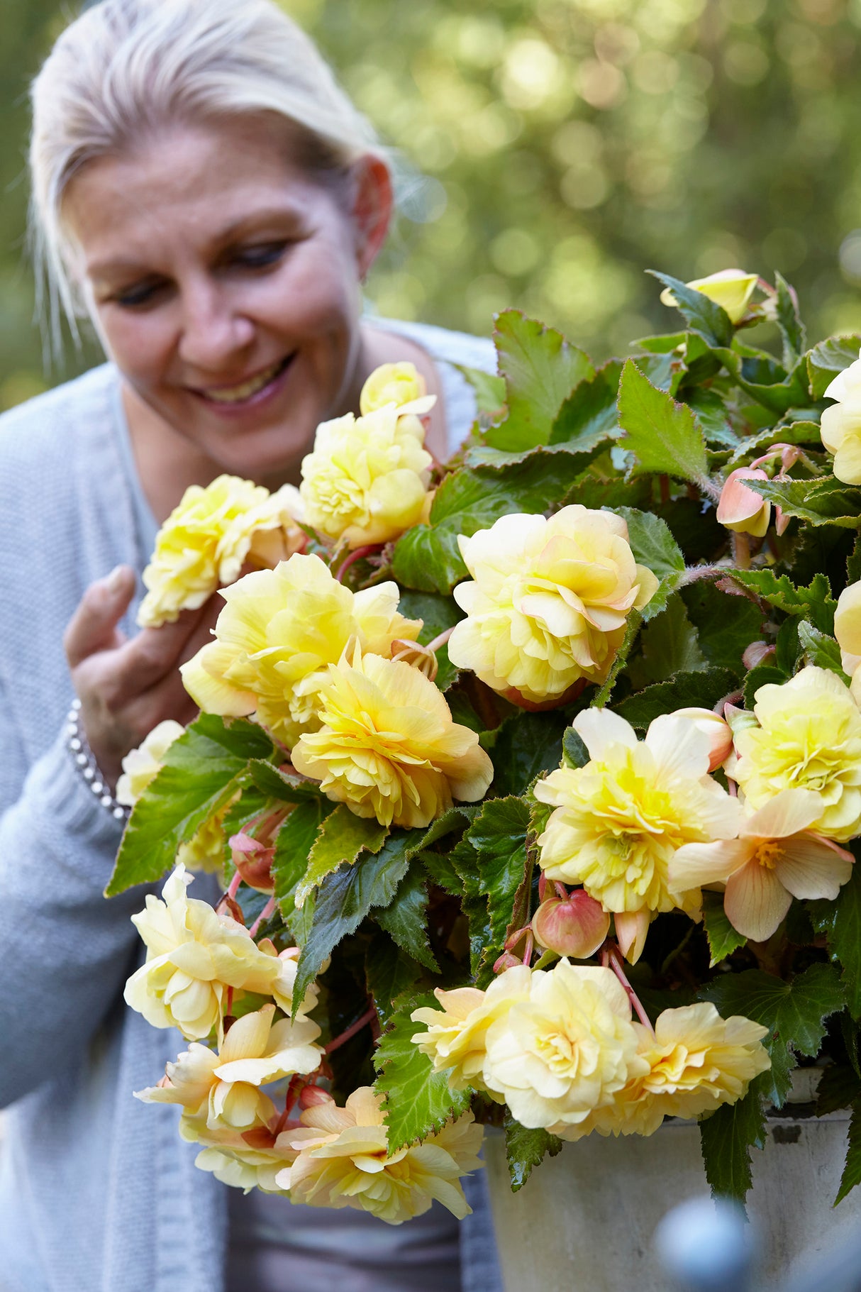 Begonia Novelty Sunny Dream