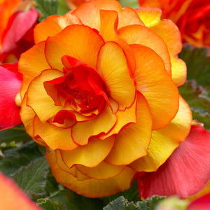 Begonia