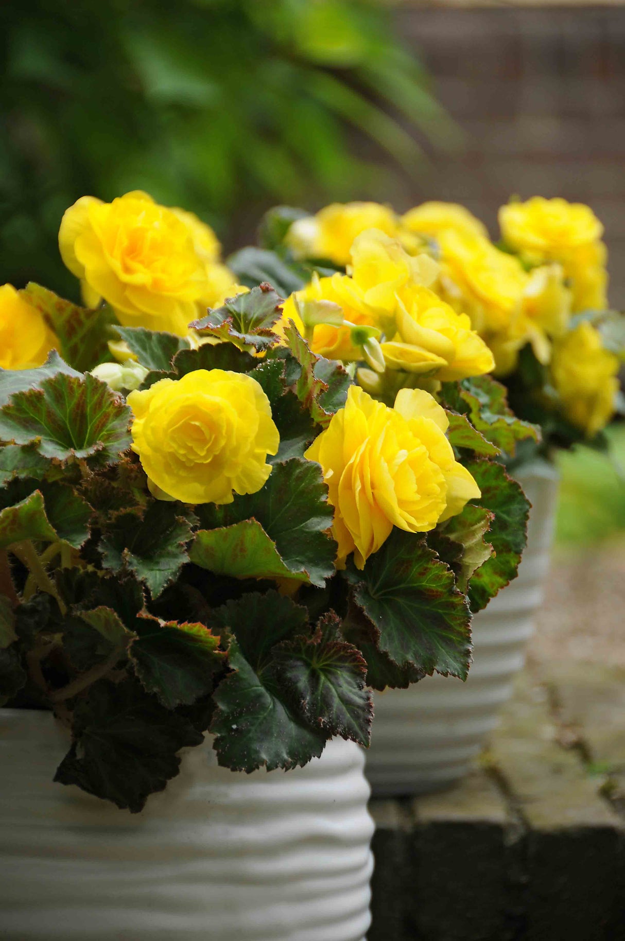 Begonia Double Camellia Yellow