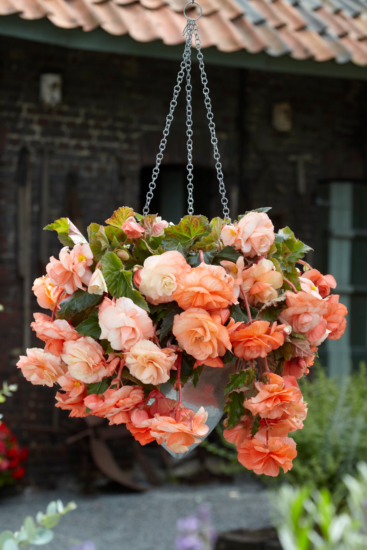 Begonia Giant Pendula Apricot