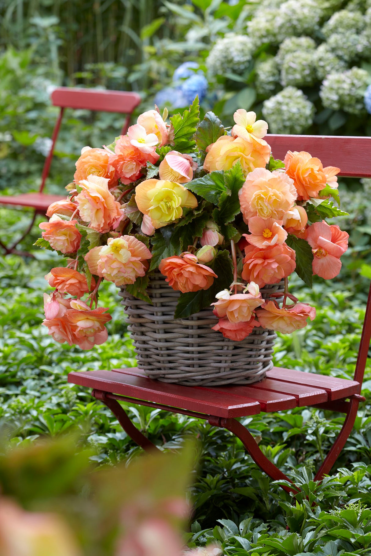 Begonia Novelty Splendide Ballerina