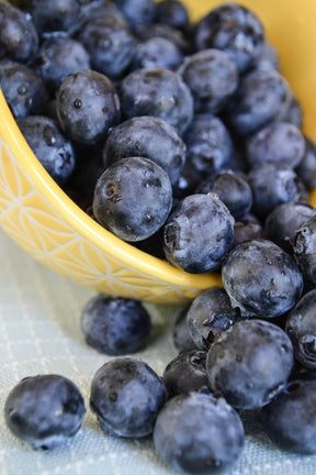 Blueberry Bluecrop