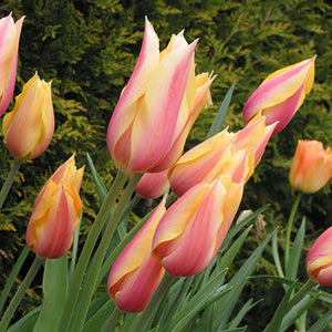 Tulip Blushing Lady