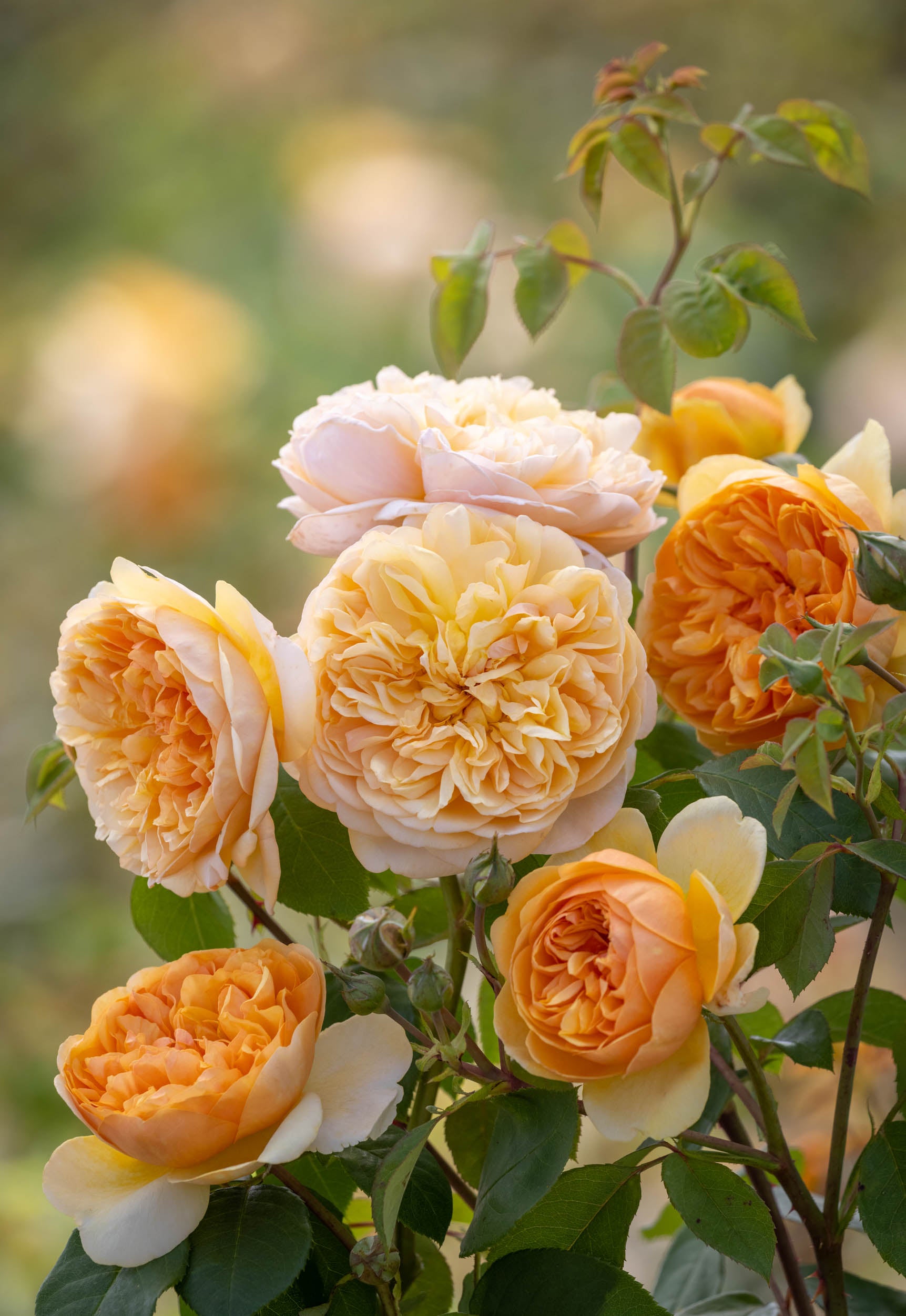 Bring Me Sunshine Rose Canada | David Austin English Shrub Rose