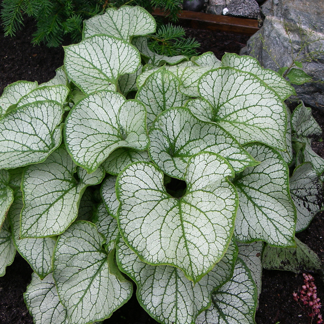 Brunnera Jack Frost
