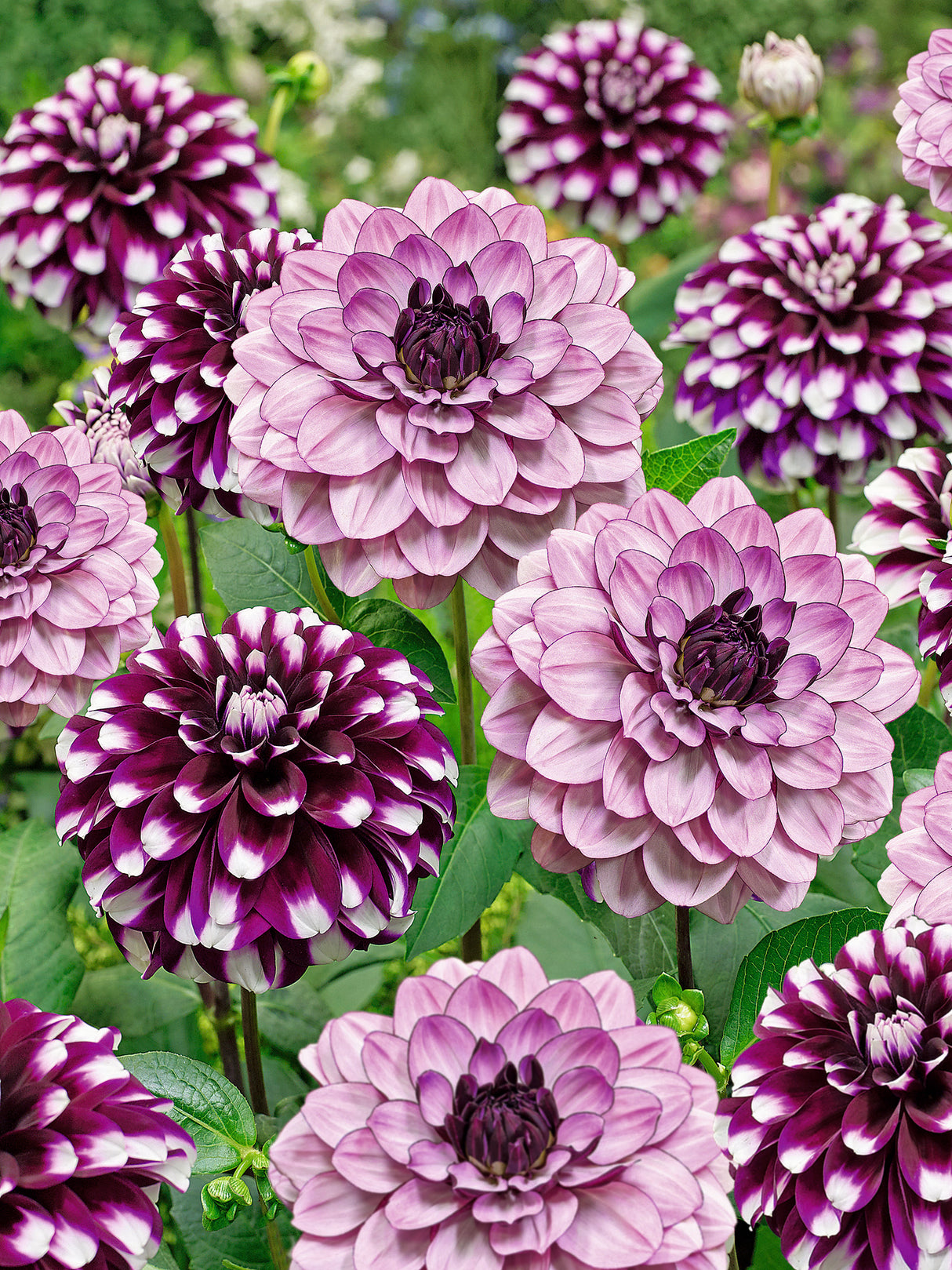 Mixed Dahlia - Berry Crush