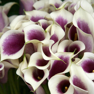 Calla Lily