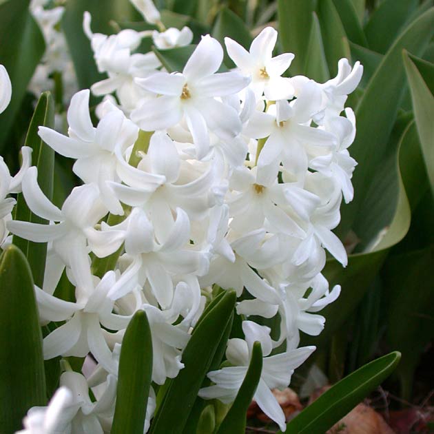 Hyacinth Carnegie