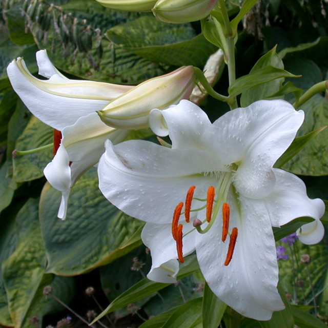 Lily Casablanca