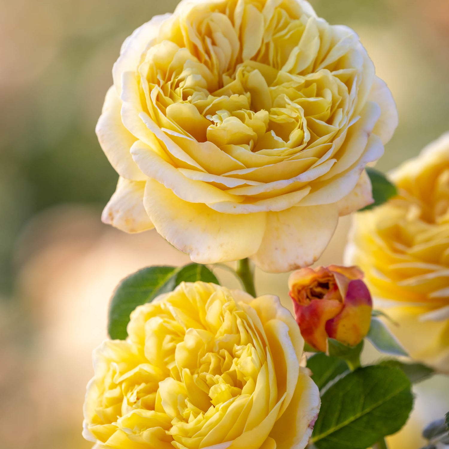 David Austin Rose - Charles Darwin