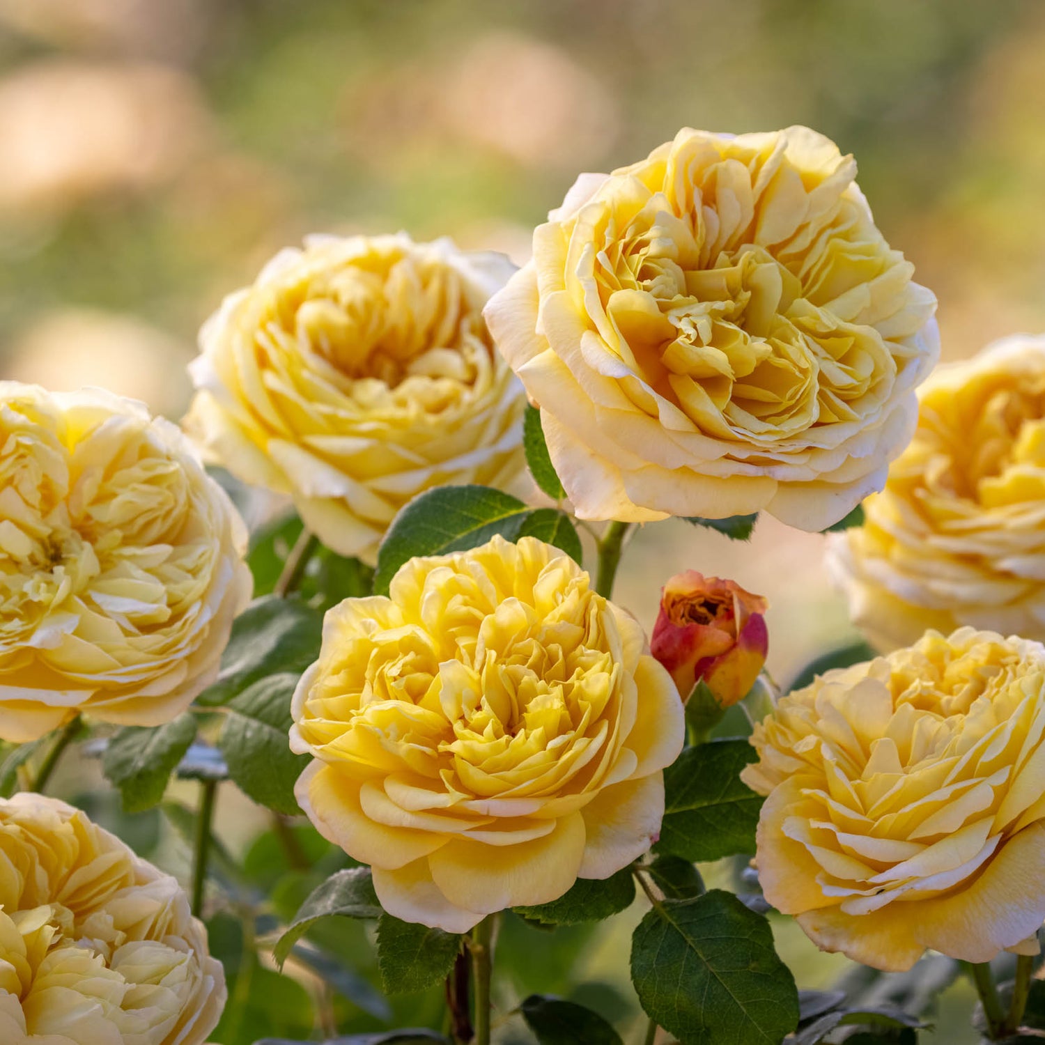 David Austin Rose - Charles Darwin