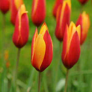 Botanical Tulips