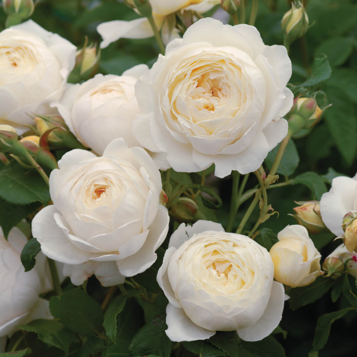 David Austin Rose - Claire Austin