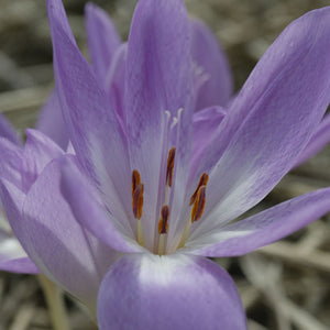 Colchicum The Giant (Fall Flowering)