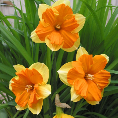 Narcissus Congress