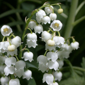 Convallaria majalis