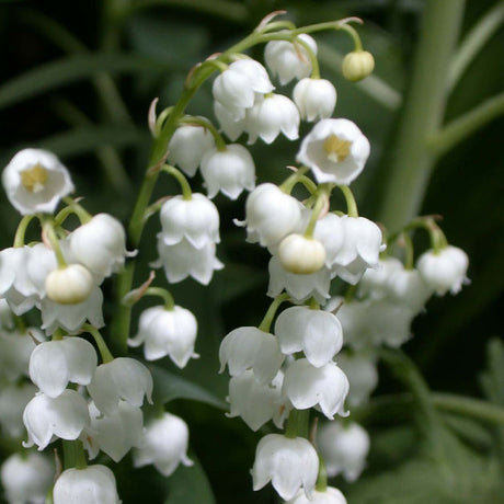 Convallaria majalis